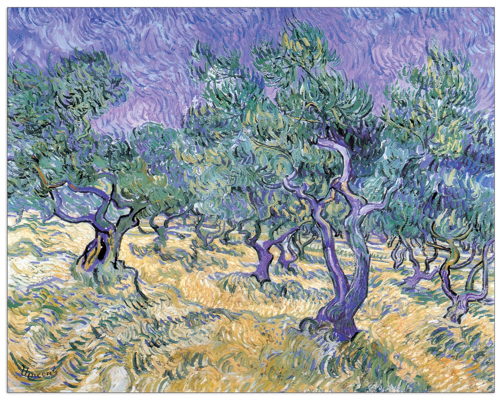Olive Grove cm 140x111