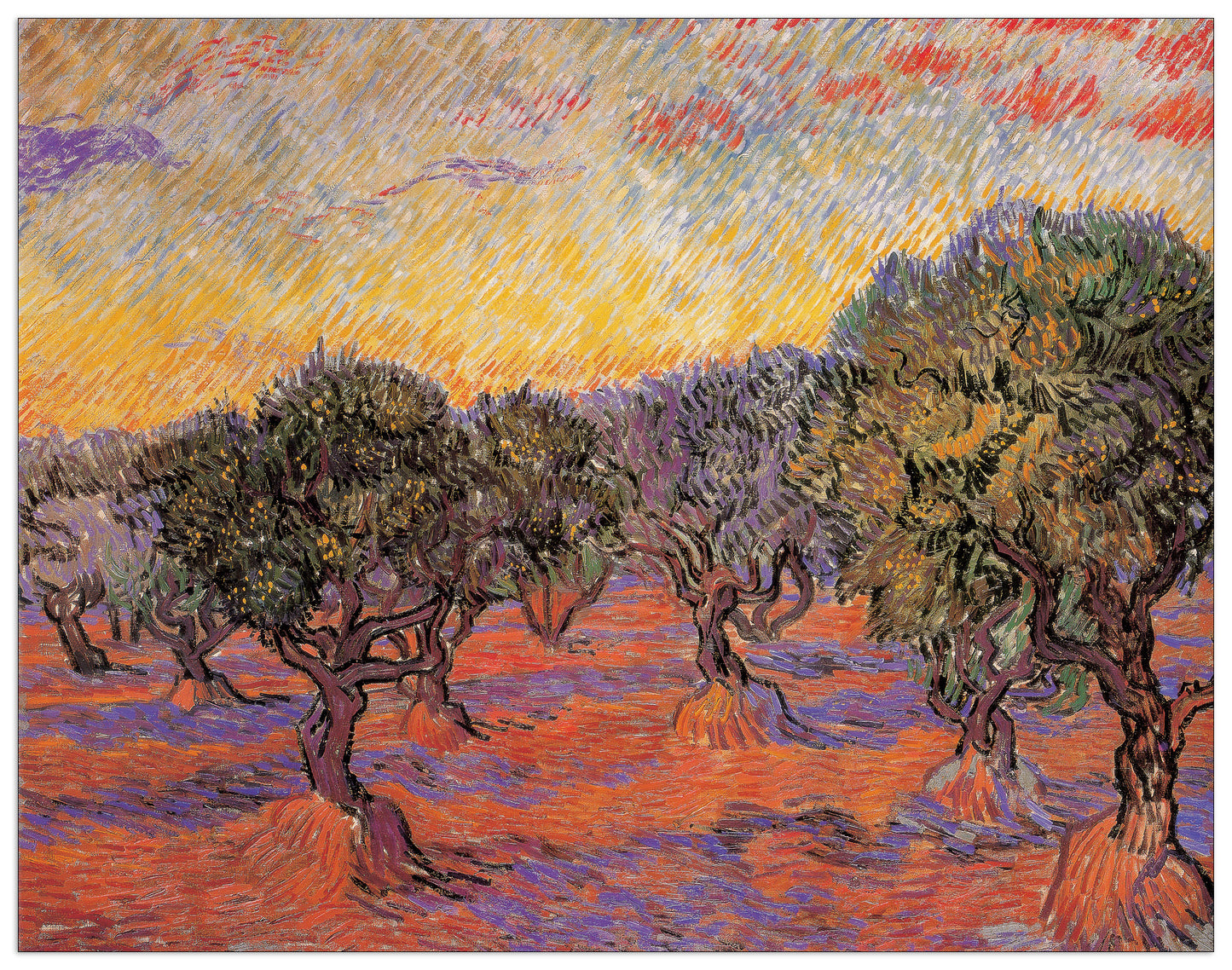 Olive Tree Grove cm 140x109