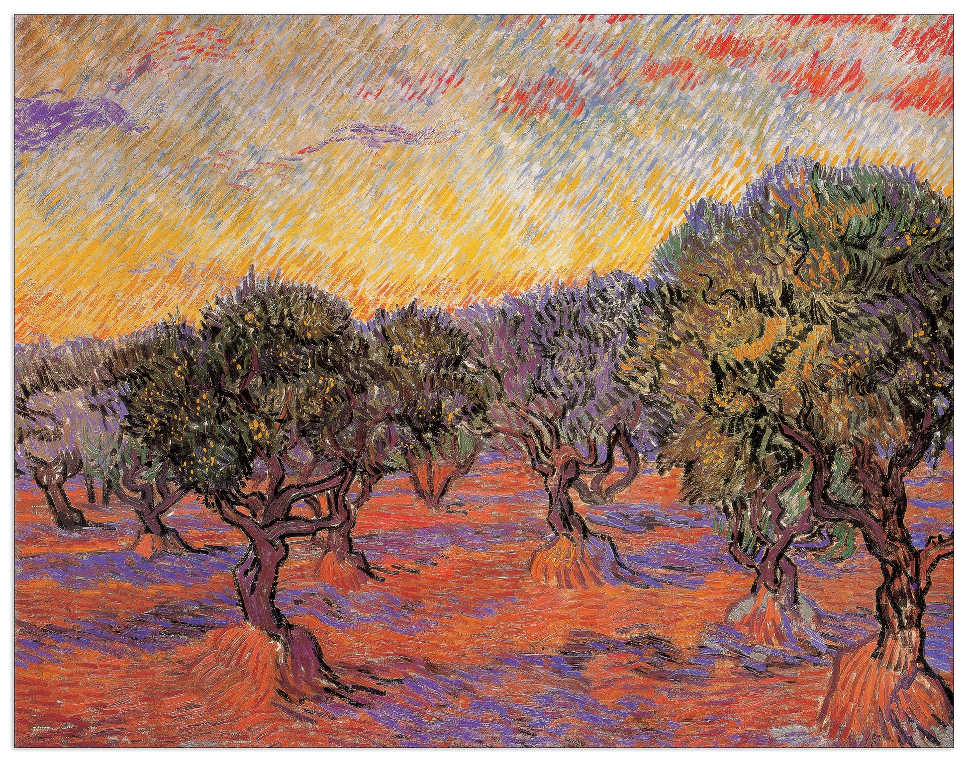 Olive Tree Grove cm 140x109
