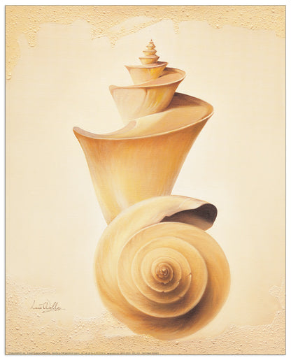 Thatcheria Shell cm 40x50