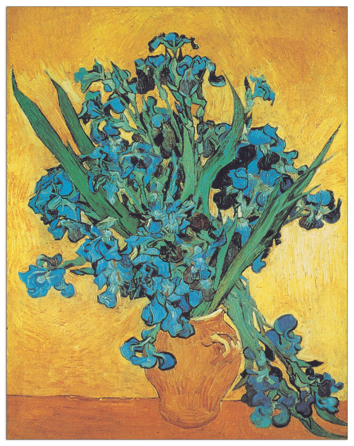 Iris cm 31x39