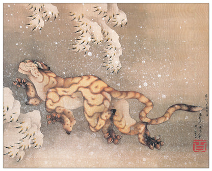 Older Tiger In The Snow cm 77x61