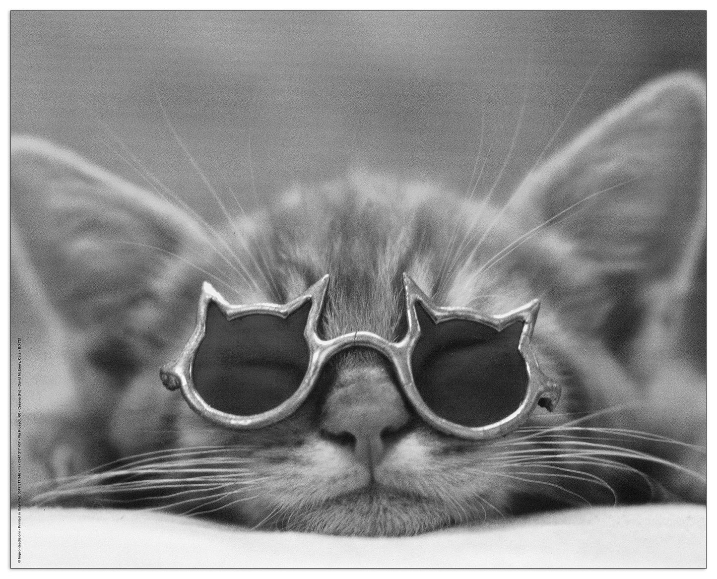 Gatto cm 50x40