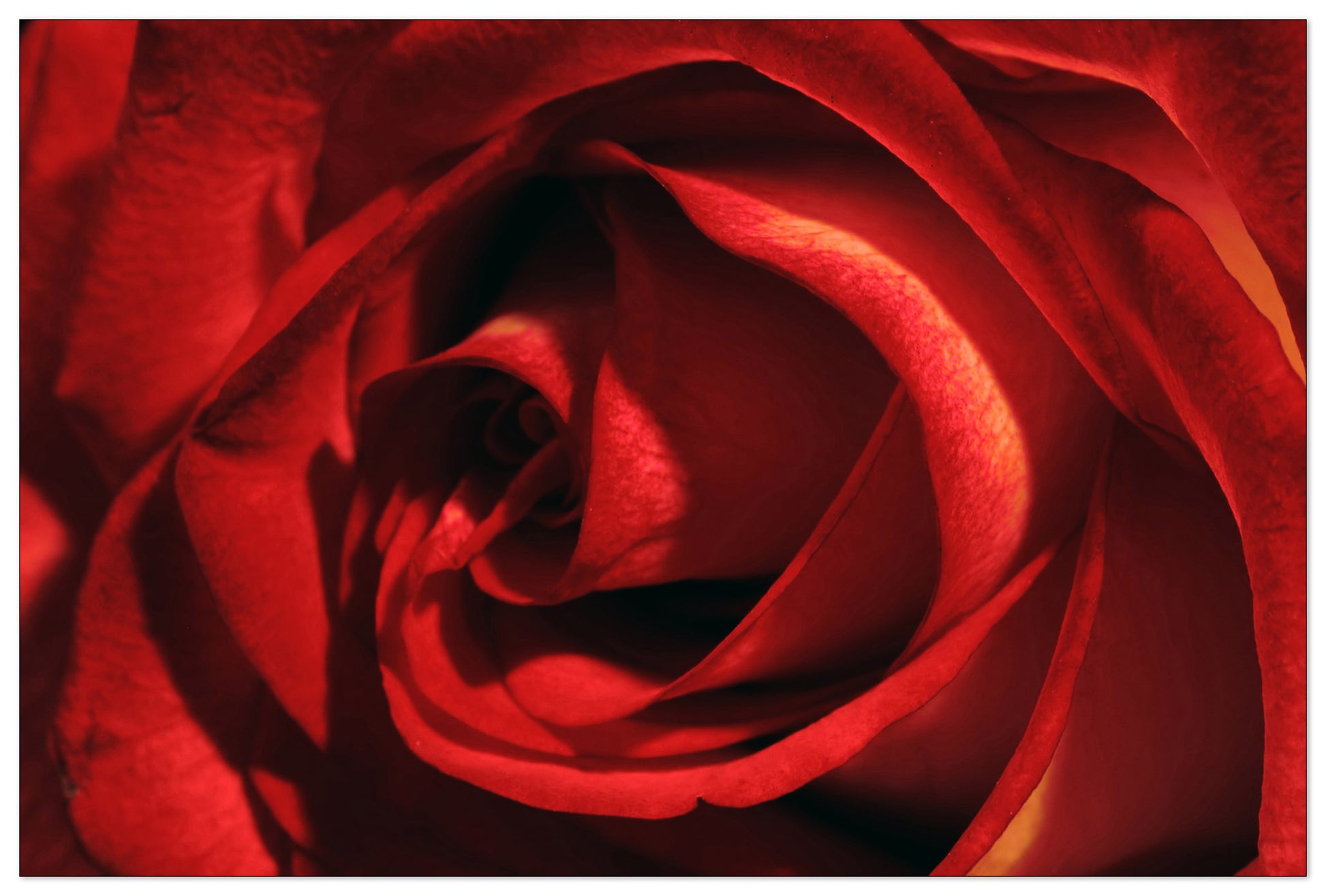 Rosa Rossa cm 90x60
