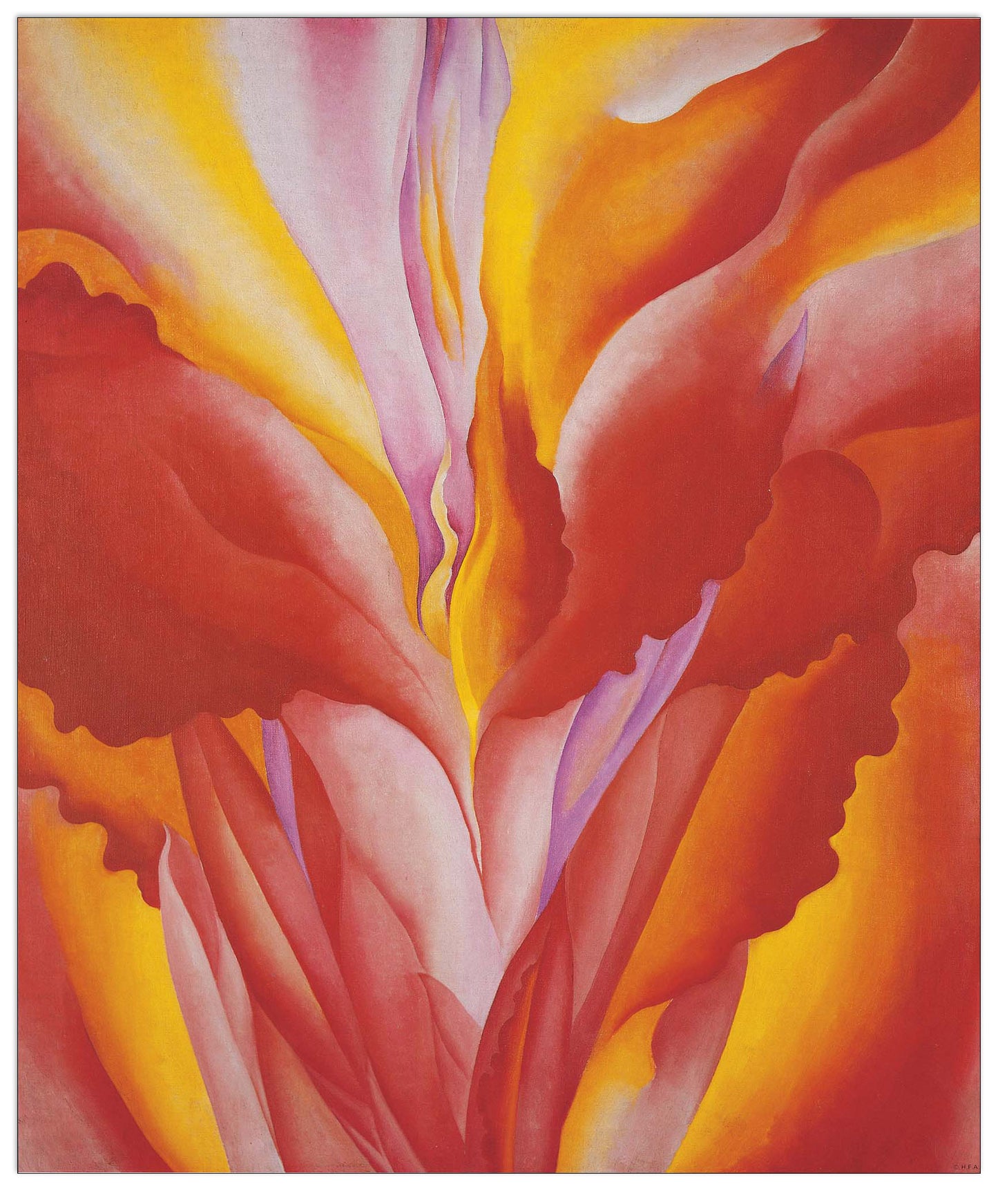 Red Canna cm 50x60