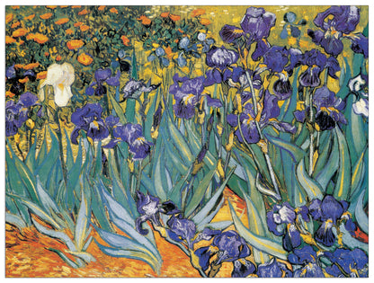 Irises cm 80x60