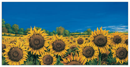Campo Di Girasoli cm 100x50