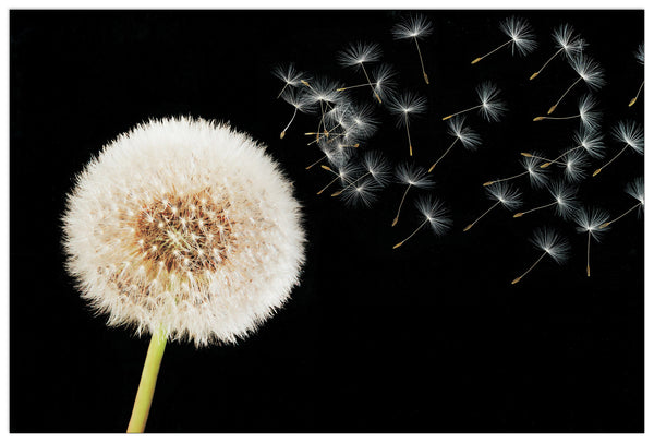 Homage to DANDELION - Sogno - cm 90x60 - Pannello in MDF
