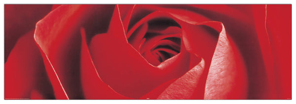 Rosa rossa - cm 158x53 - Pannello in MDF