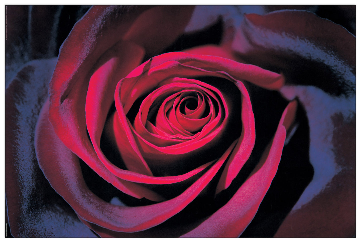 Purple Rose cm 90x60
