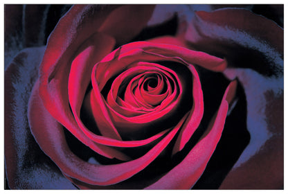 Purple Rose cm 90x60