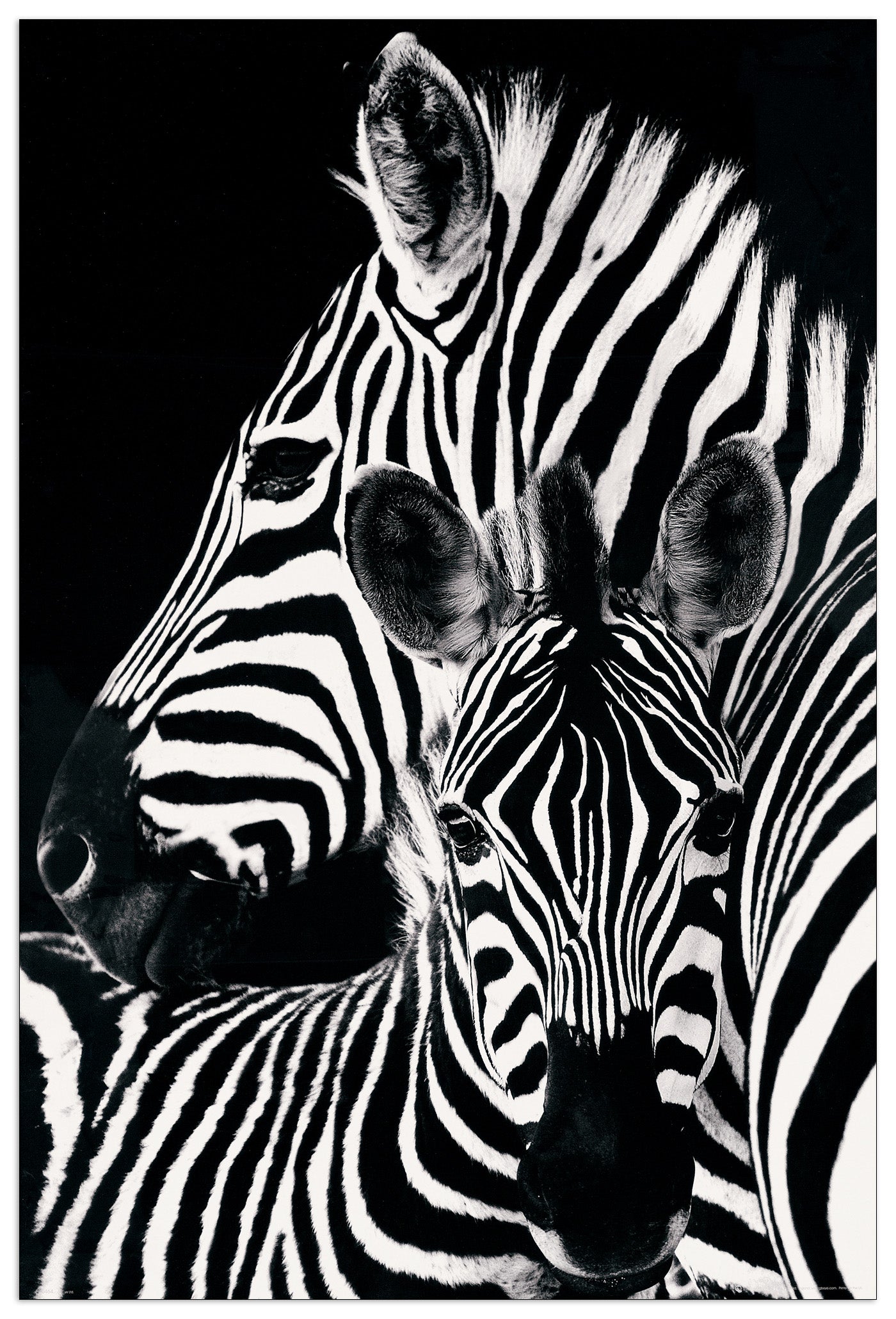 Zebra & foal cm 60x90