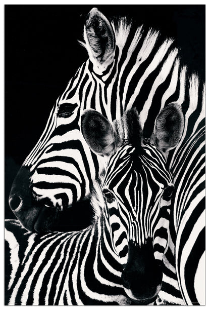 Zebra & foal cm 60x90
