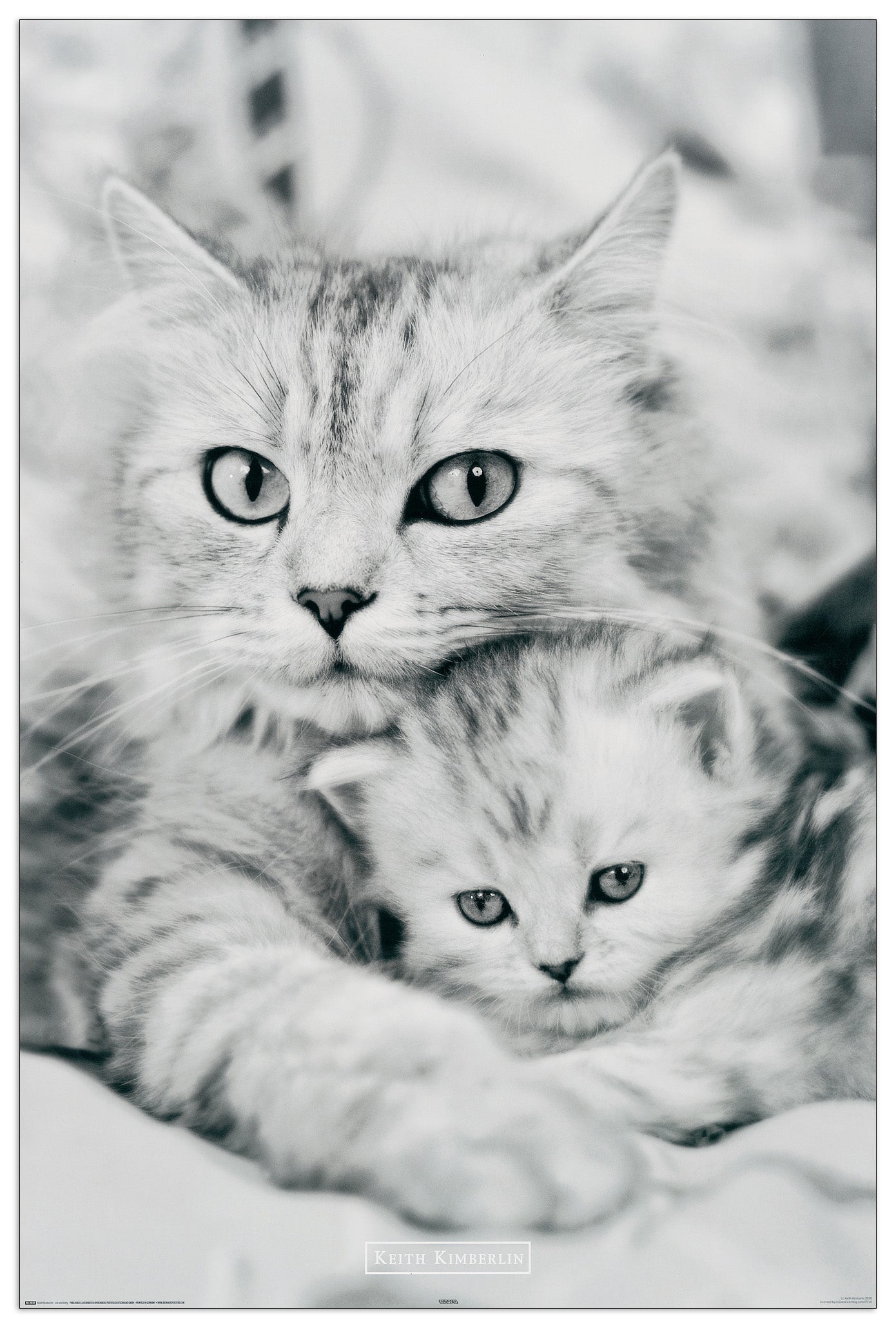 Cat and kitten cm 60x90