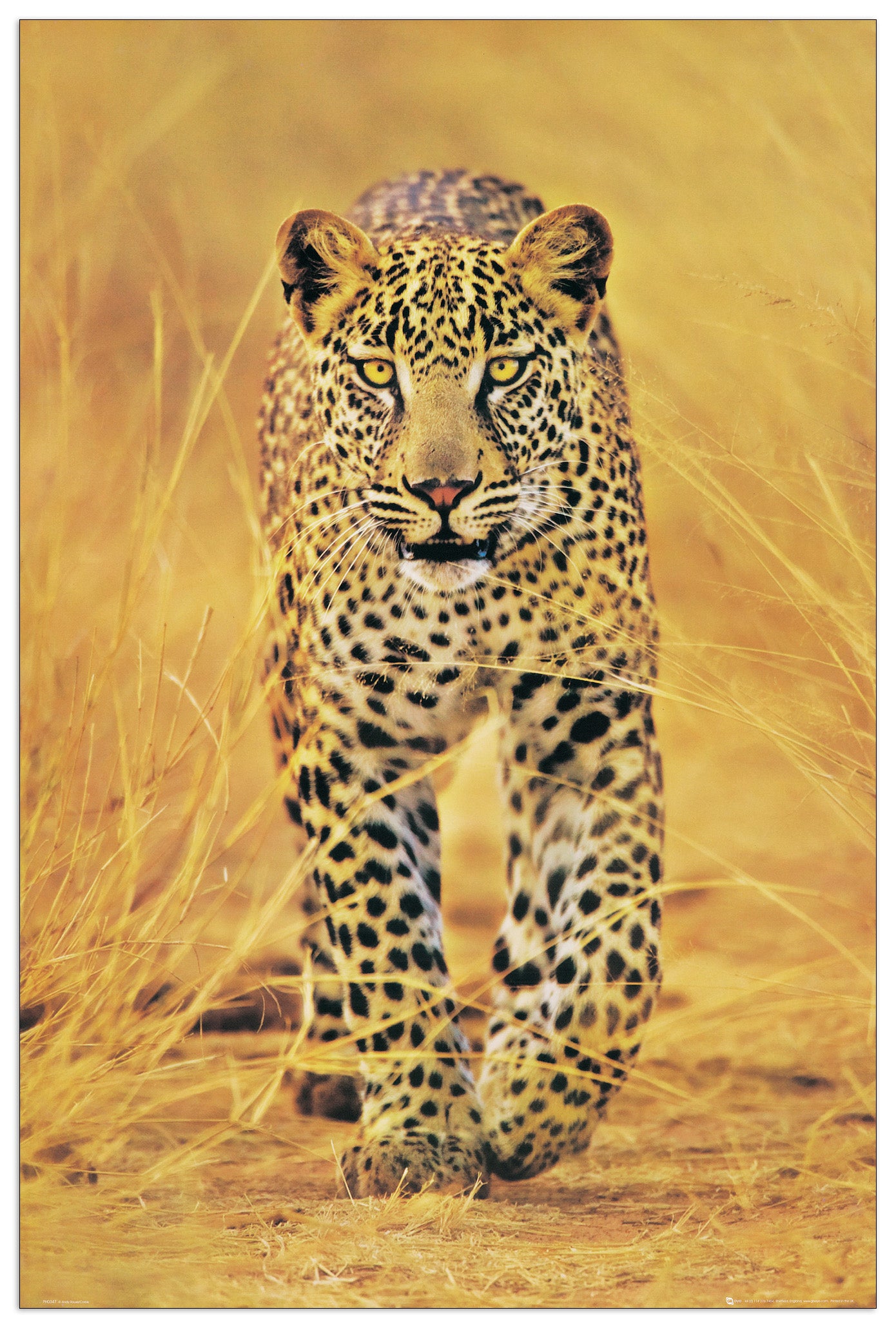Cheetah the big cat cm 60x90