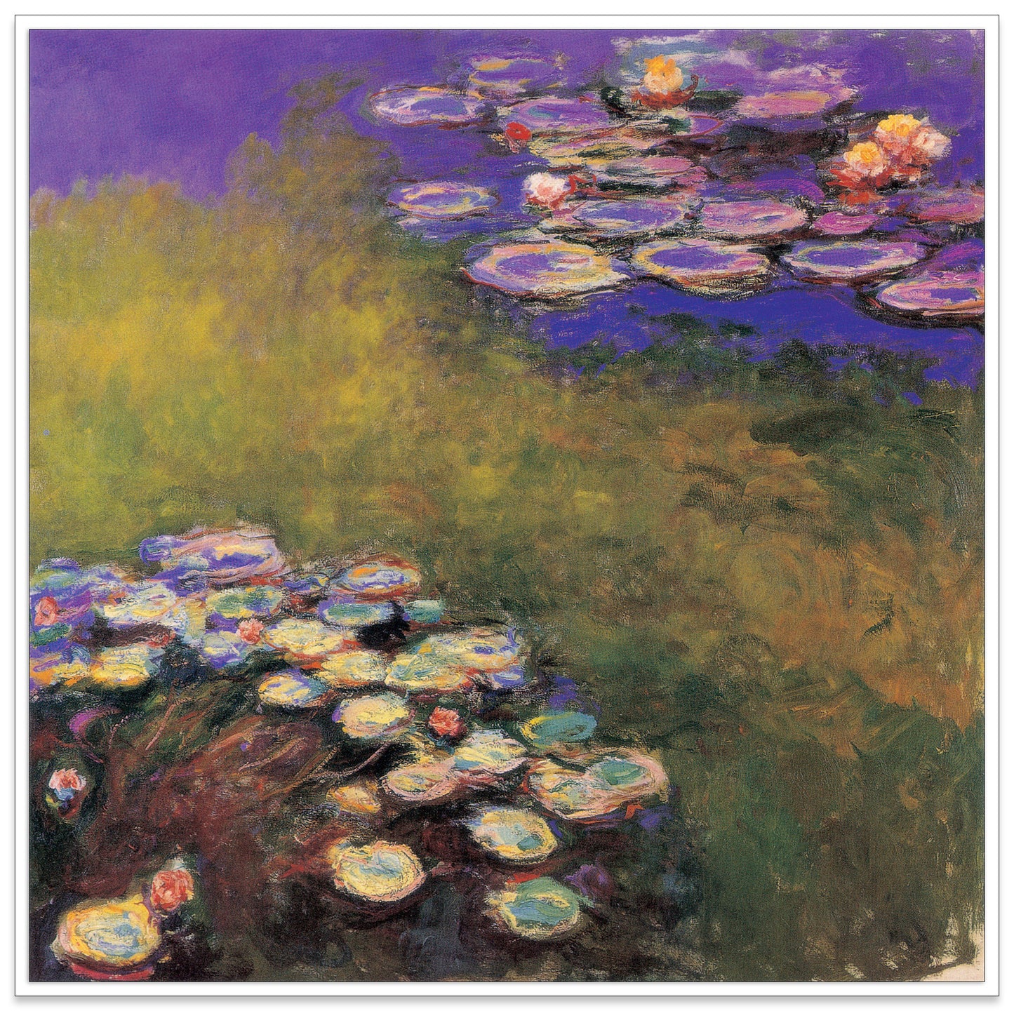 Water Lilias cm 70x70