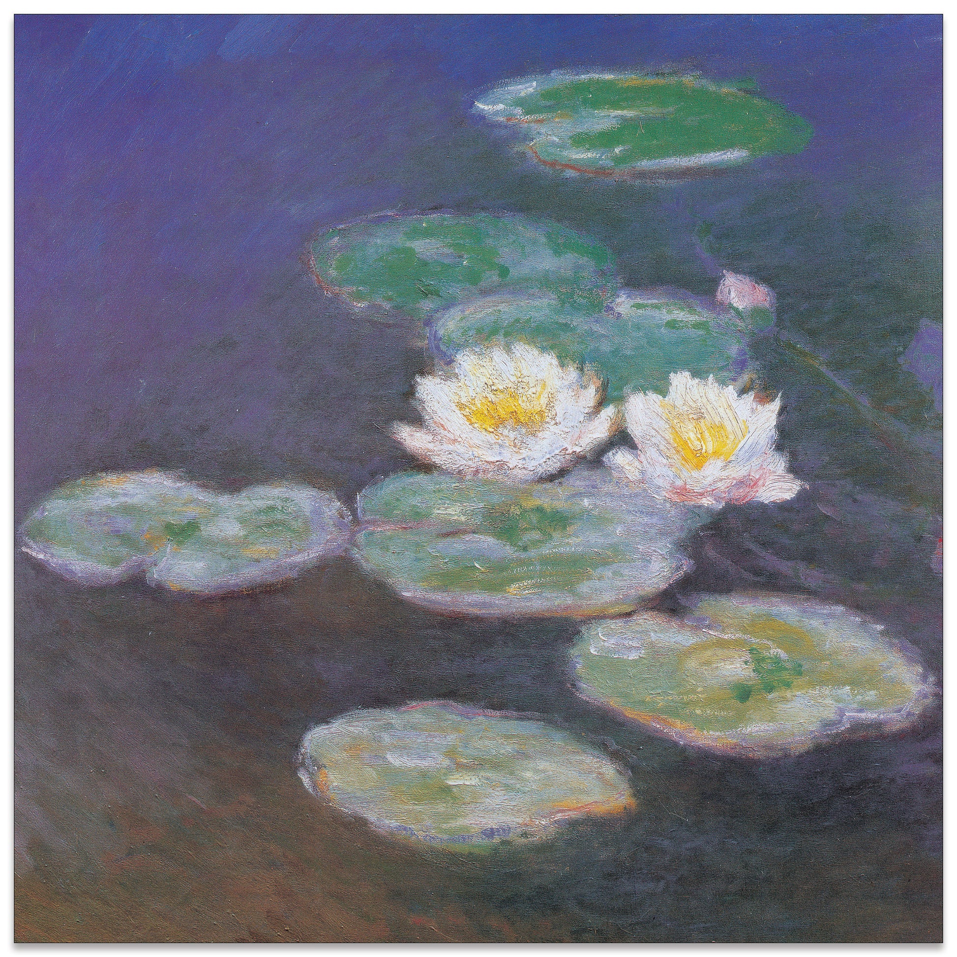 Ninfee Detail cm 70x70