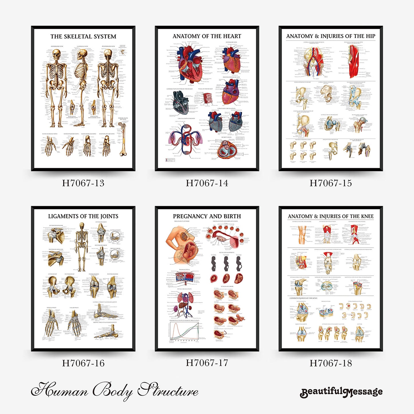 Quadro anatomia umana