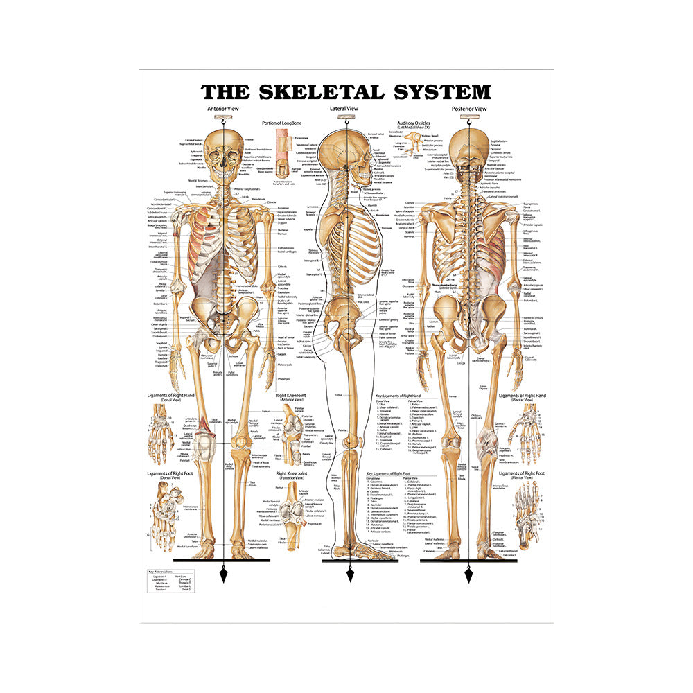 Poster educativo anatomia