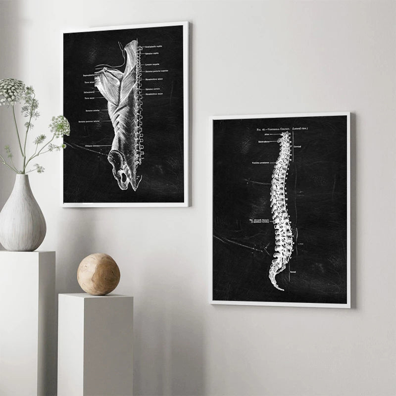 Quadro anatomico