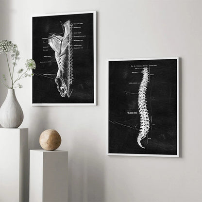 Quadro anatomico