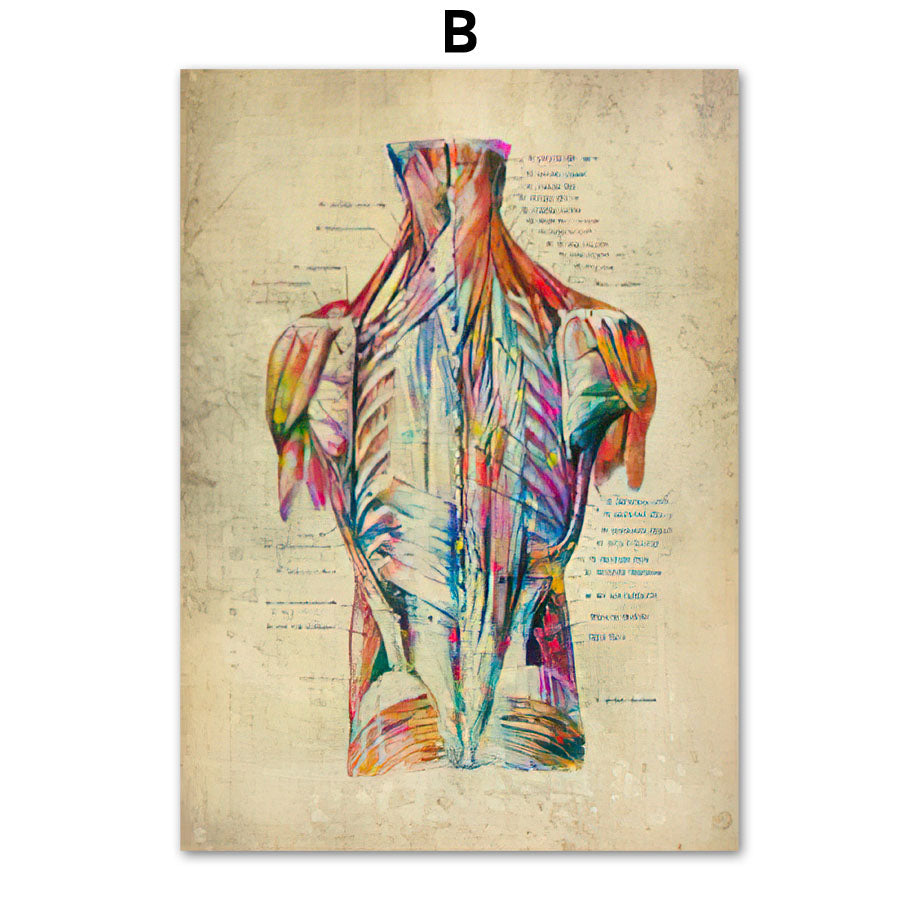 Poster Anatomico Retrò