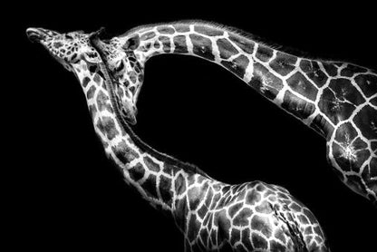 Tela Giraffa