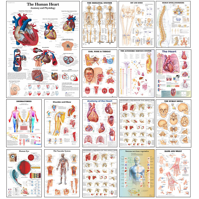 Poster educativo anatomia