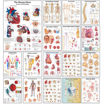 Poster educativo anatomia