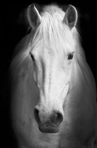 Quadro animali