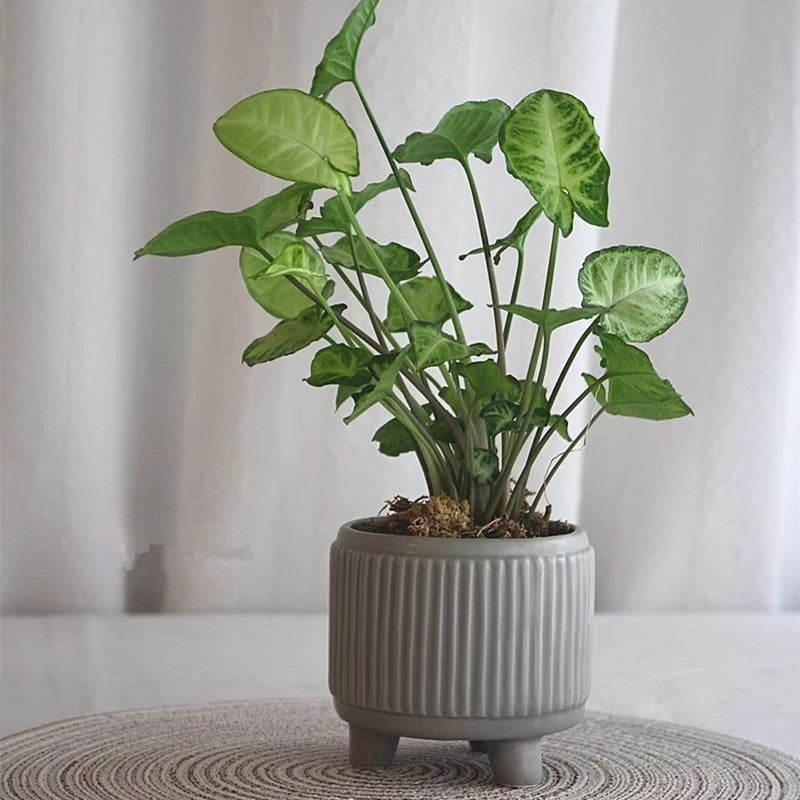 Vaso per piante grasse stile nordico