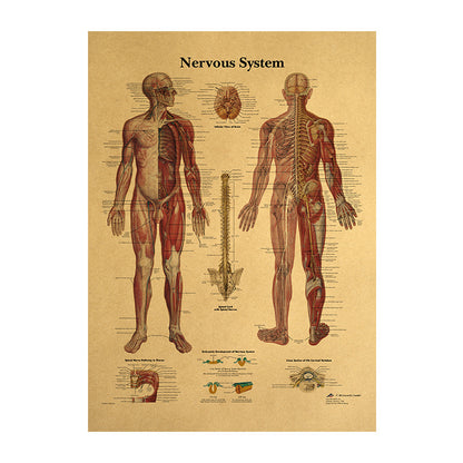 Poster sistema nervoso