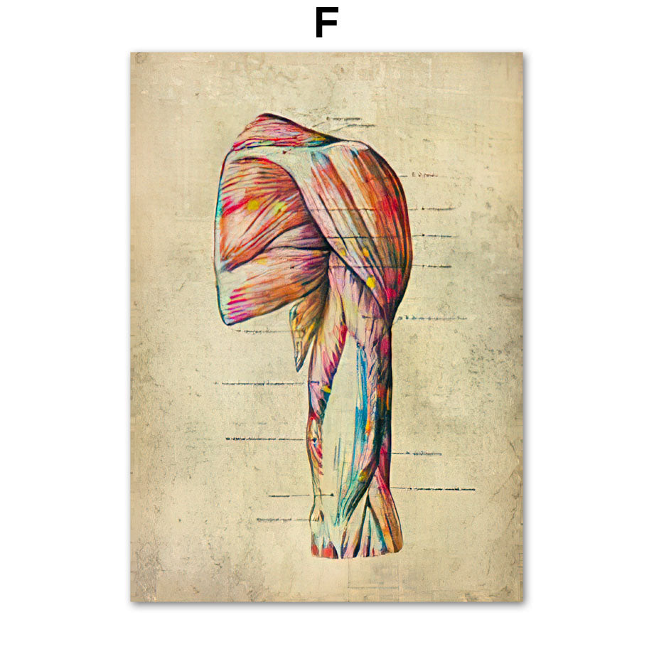 Poster Anatomico Retrò