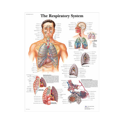 Poster educativo anatomia