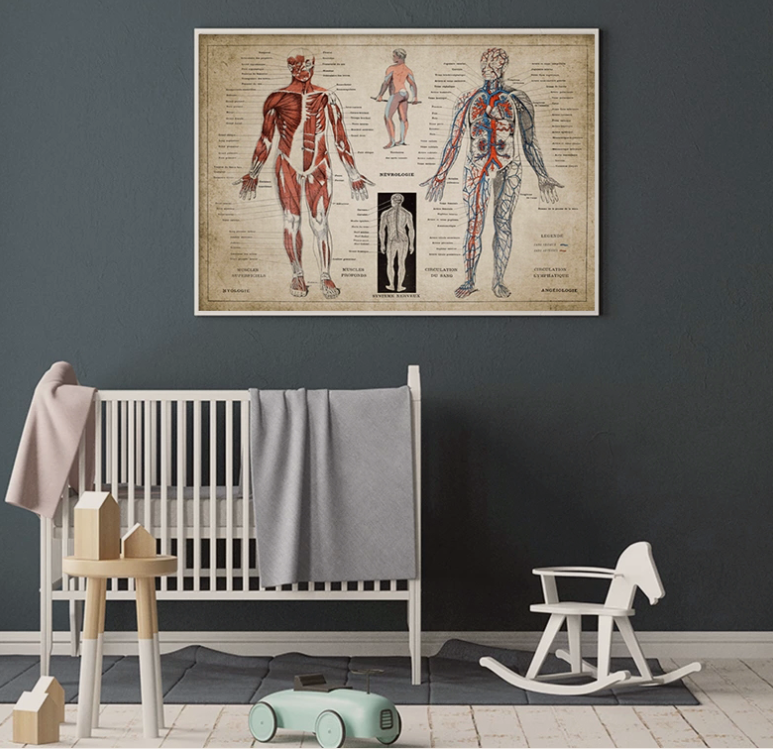 Poster anatomico