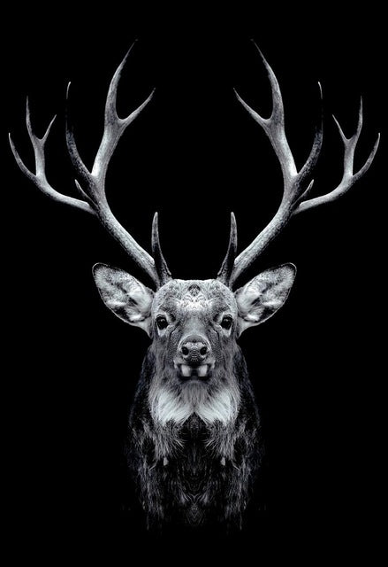 Quadro Bianco Nero Animali