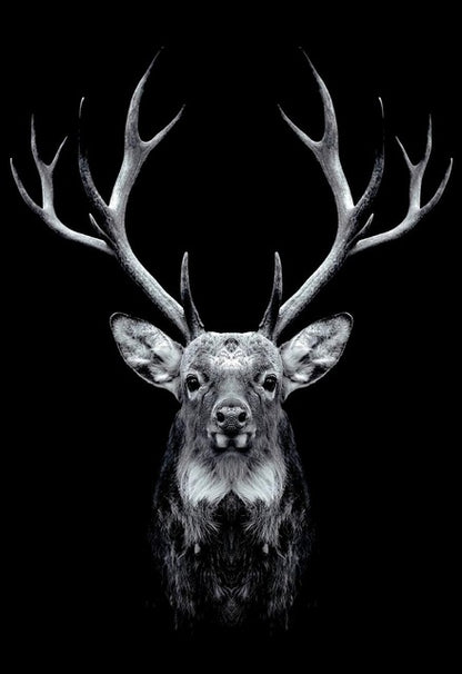 Quadro Bianco Nero Animali