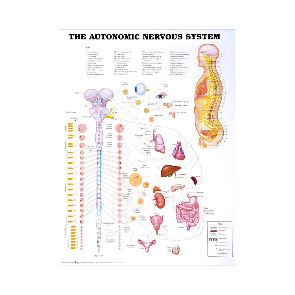 Poster educativo anatomia