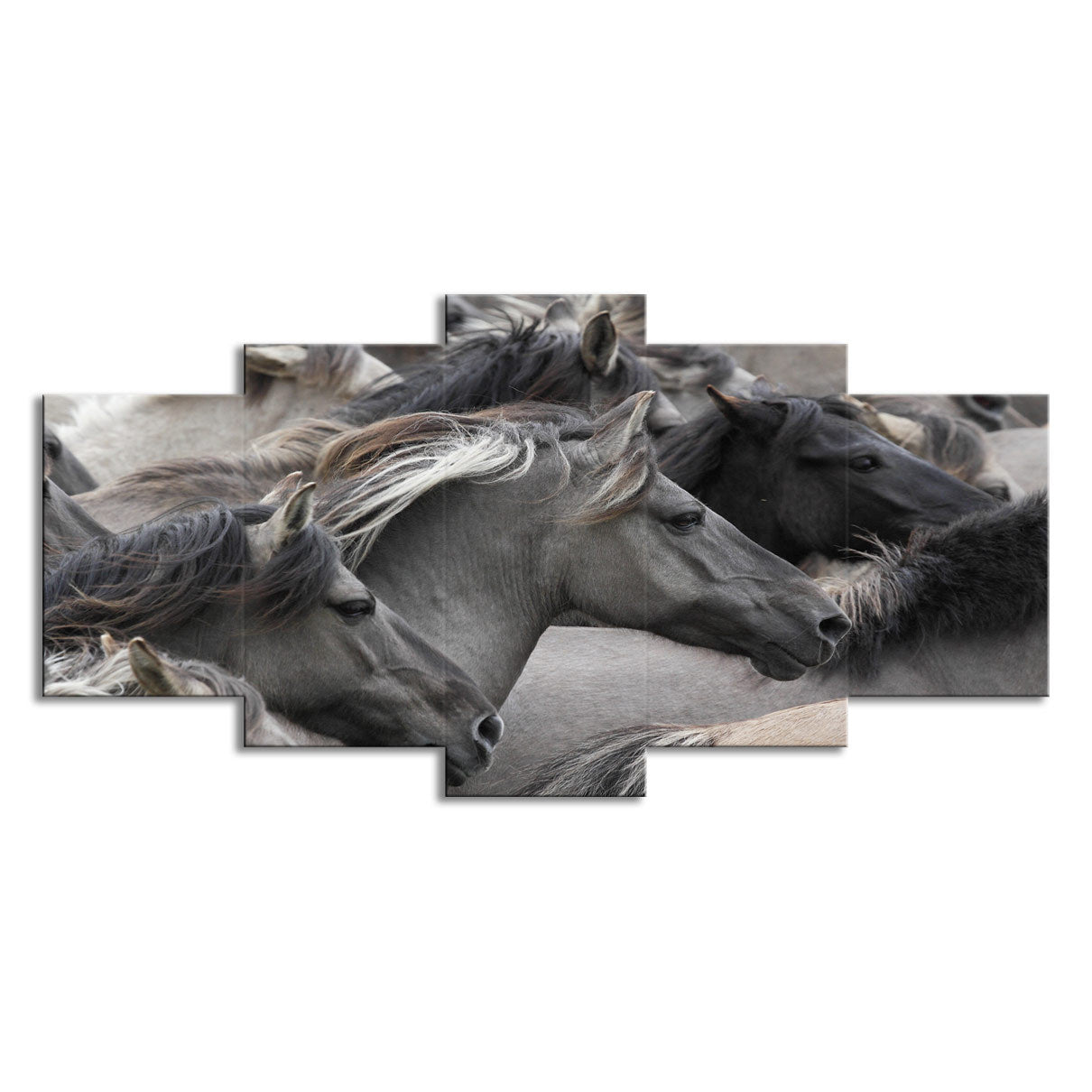 Set 5 Quadri Cavalli