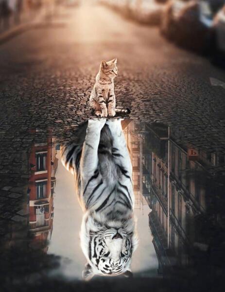 Quadro su tela Gatto nella pioggia
