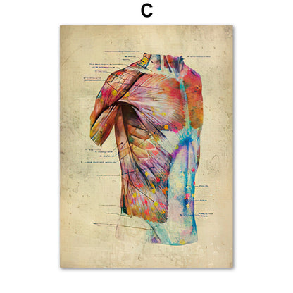 Poster Anatomico Retrò