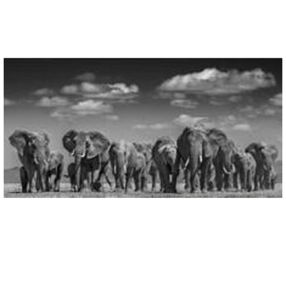 Quadro tela elefanti africani