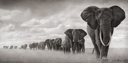 Quadro elefante africano