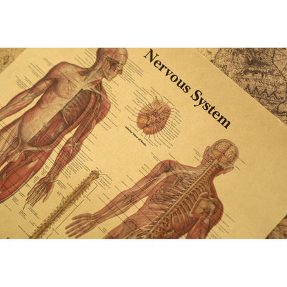 Poster sistema nervoso