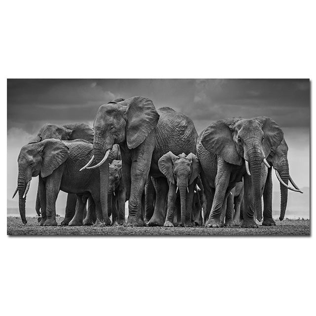 Poster elefante bianco nero