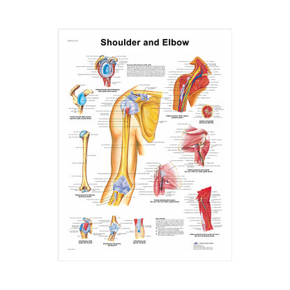 Poster educativo anatomia