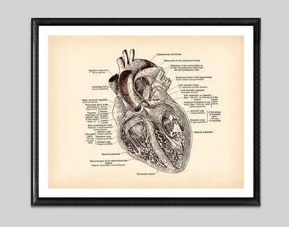 Tela anatomia vintage
