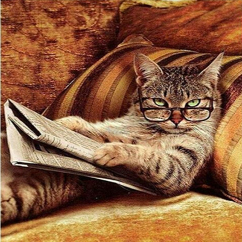 Kit gatto
