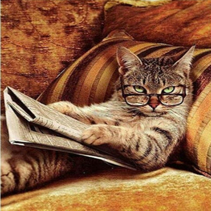 Kit gatto