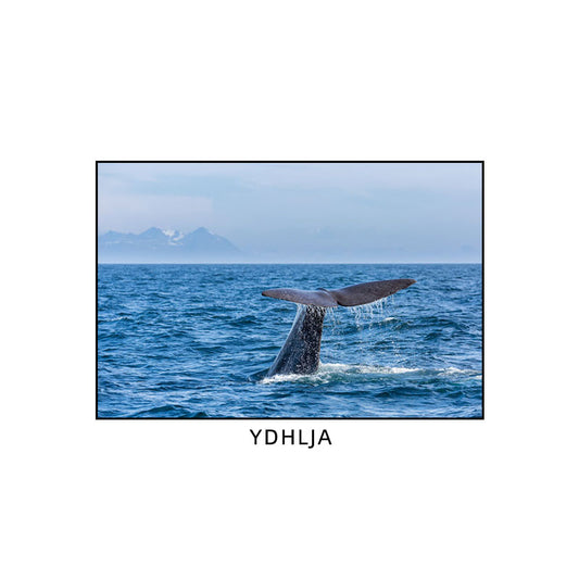 Quadro su tela Balene nell'oceano